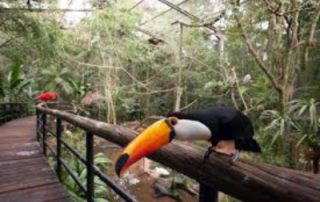 Bird Park Iguassu