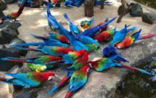 Bird Park - Iguassu