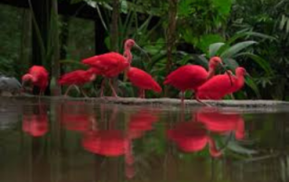 Bird Park - Iguassu -BirdPark