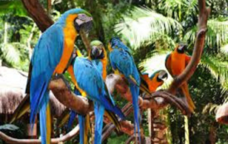 Bird Park - Iguassu Falls