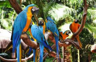 Bird Park - Iguassu Falls